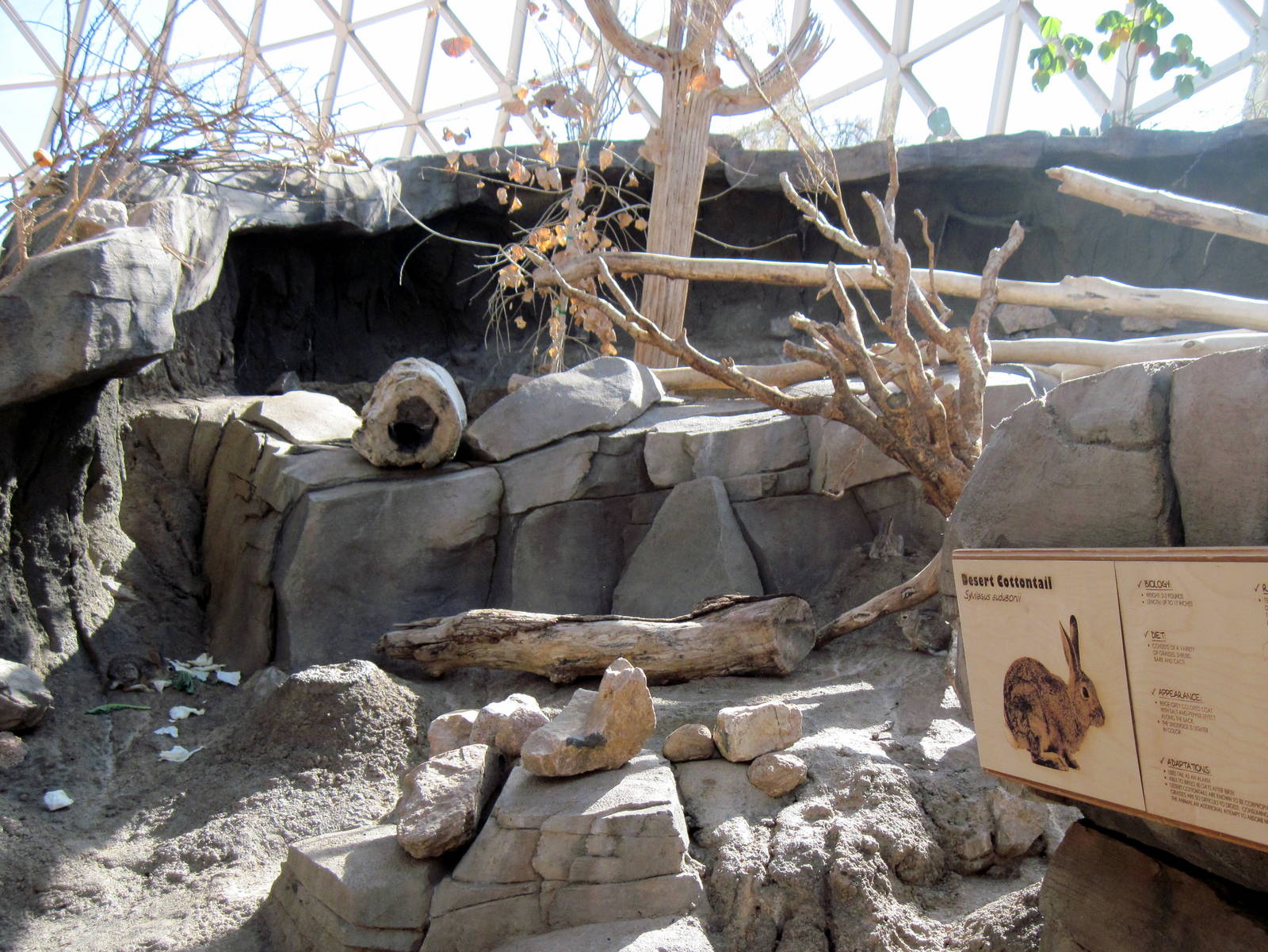 Desert Dome-Desert Cottontail Exhibit