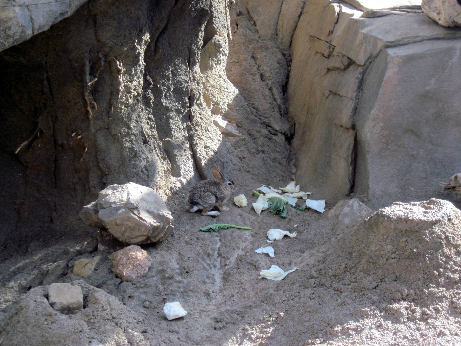 Desert Dome-Desert Cottontail