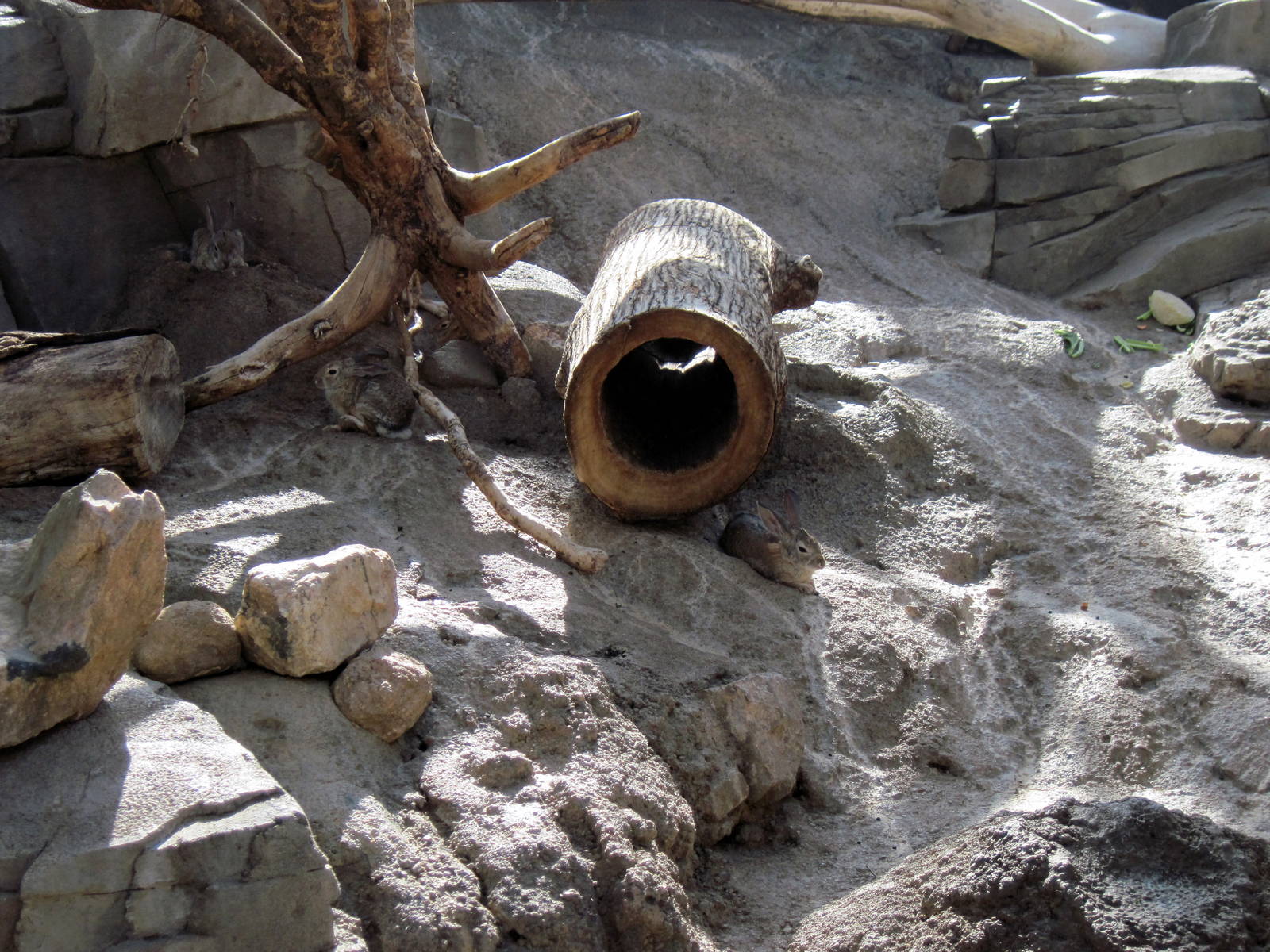 Desert Dome-Desert Cottontail