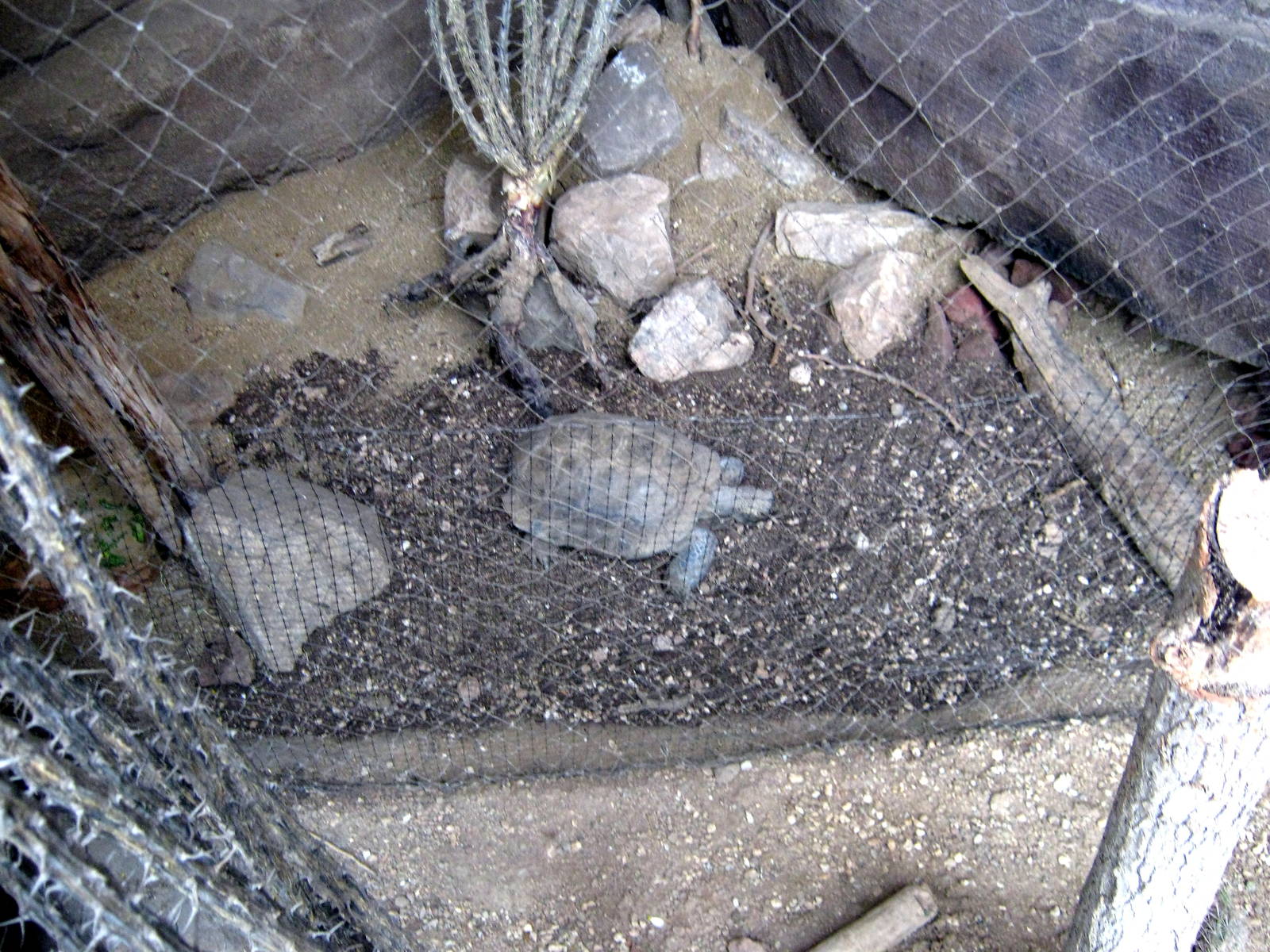 Desert Dome-Desert Tortoies