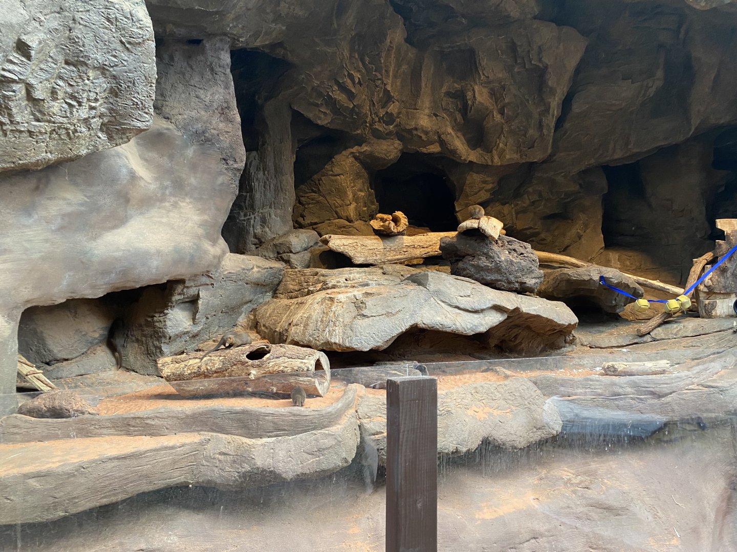 Desert Dome - Dwarf Mongoose Exhibit