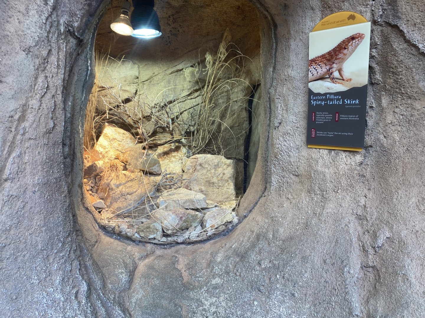 Desert Dome - Eastern Pilbara Spiny-Tailed Skink Terrarium