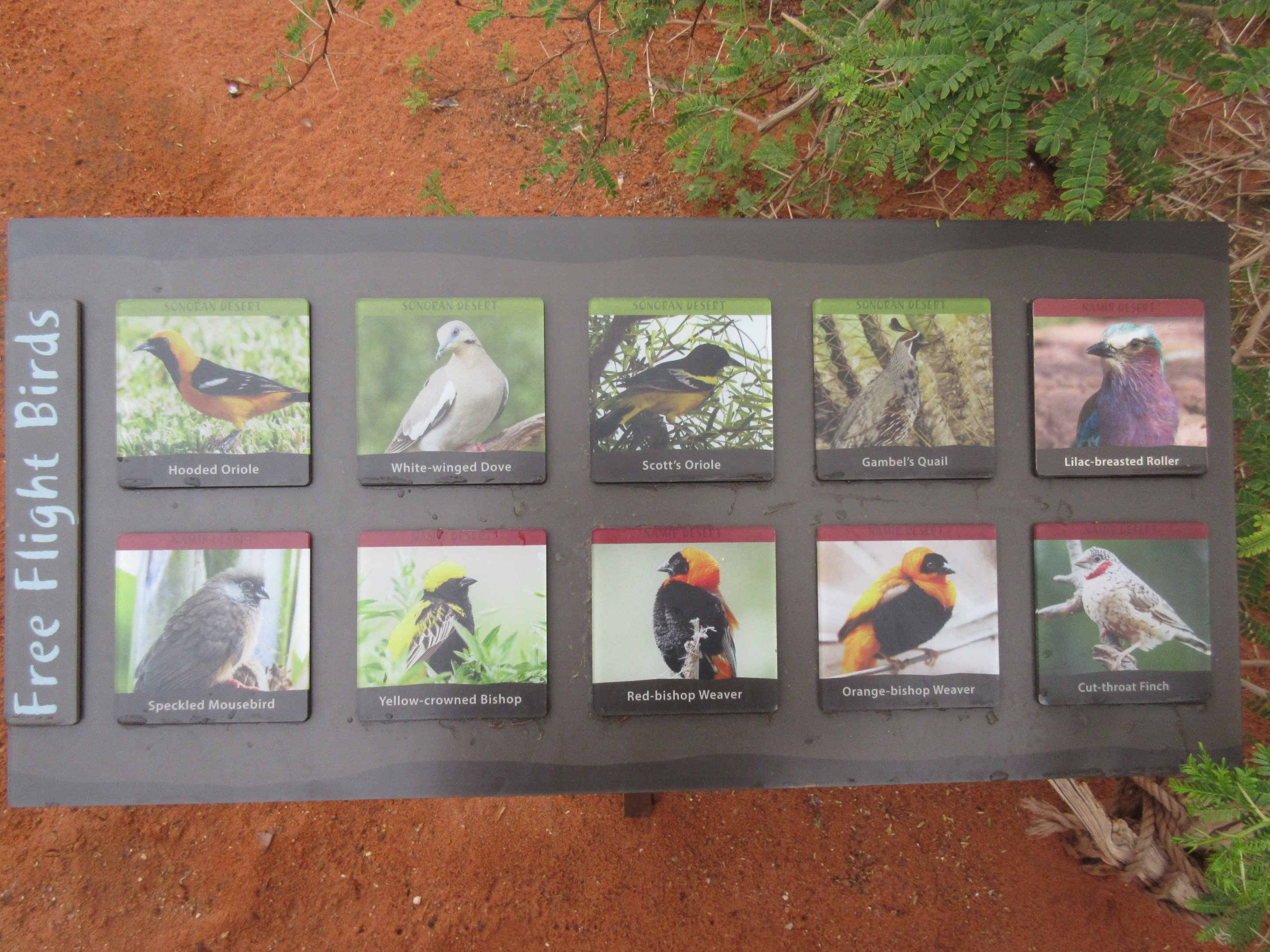 Desert Dome - Free Flying Birds