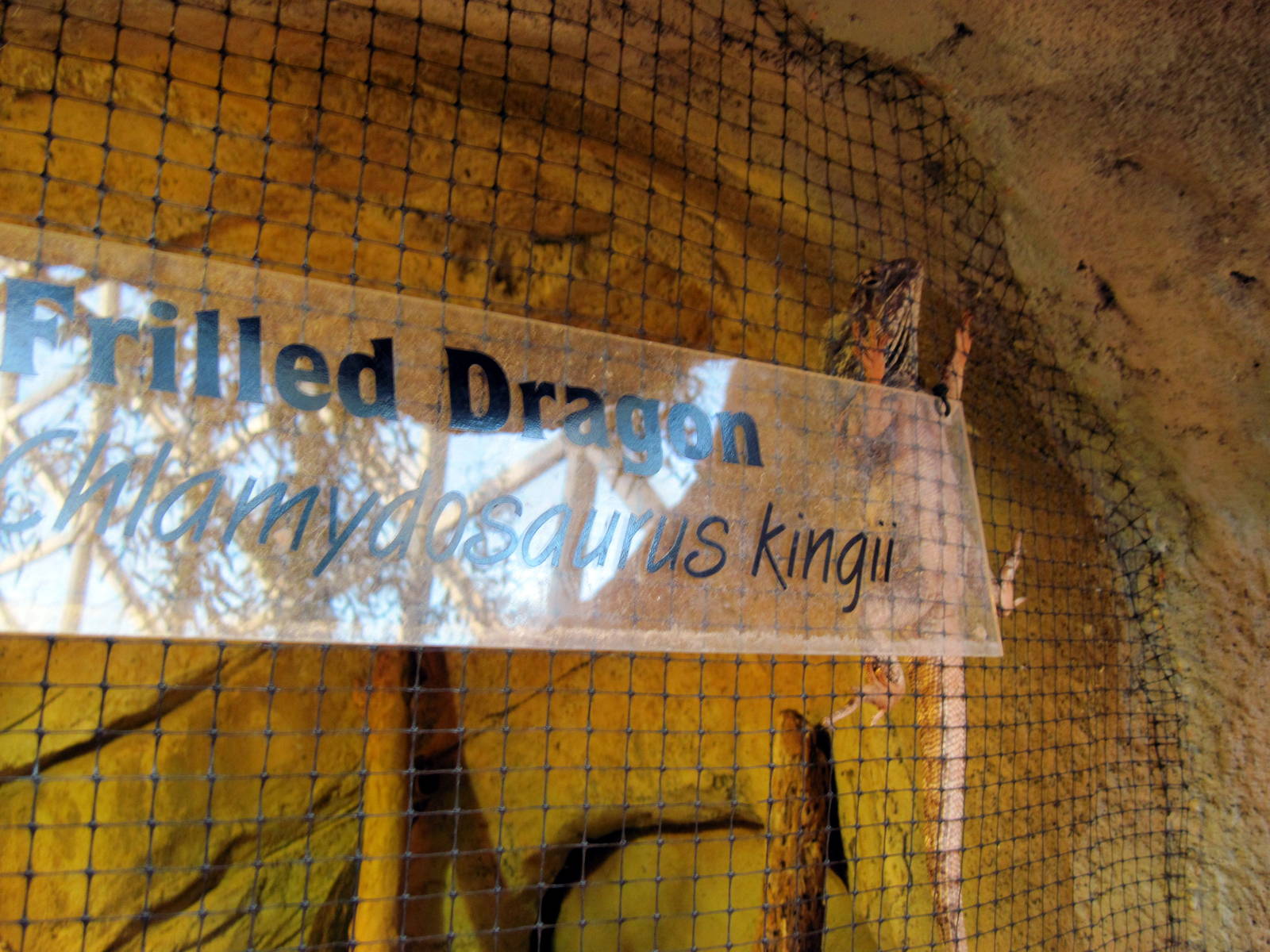 Desert Dome-Frilled Dragon