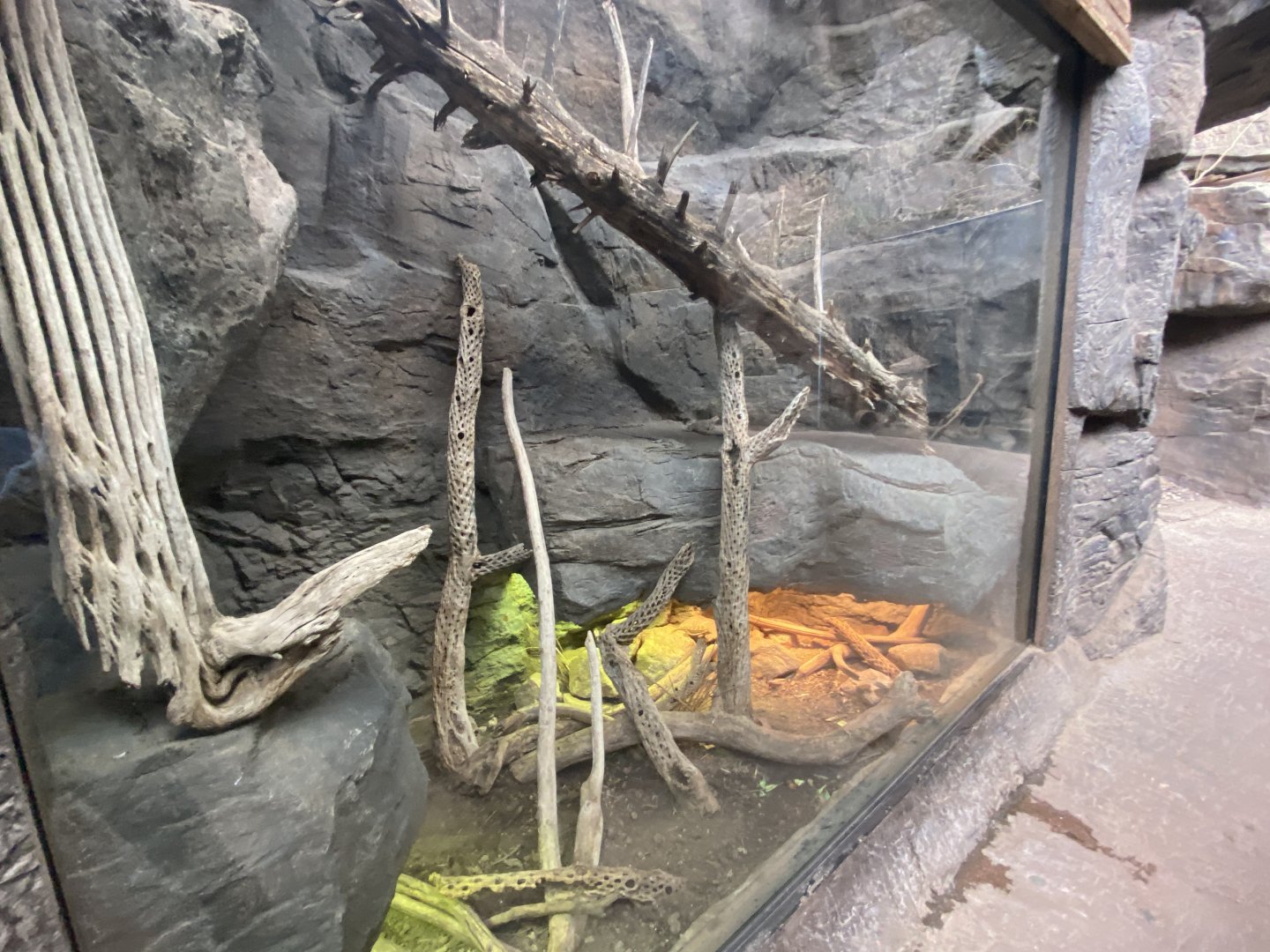 Desert Dome - Giant Mexican Horned Lizard/Baja Blue Rock Lizard/Common Collard Lizard/Common Chuckwalla Exhibit