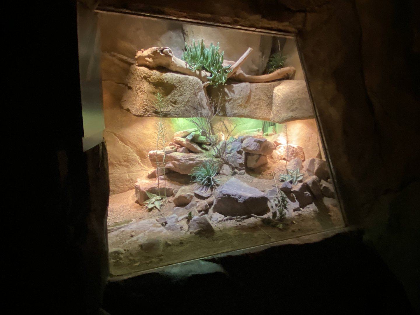 Desert Dome - Giant Plated Lizard/Black Girdled Lizard/Karoo Girdled Lizard/Armadillo Lizard Terrarium