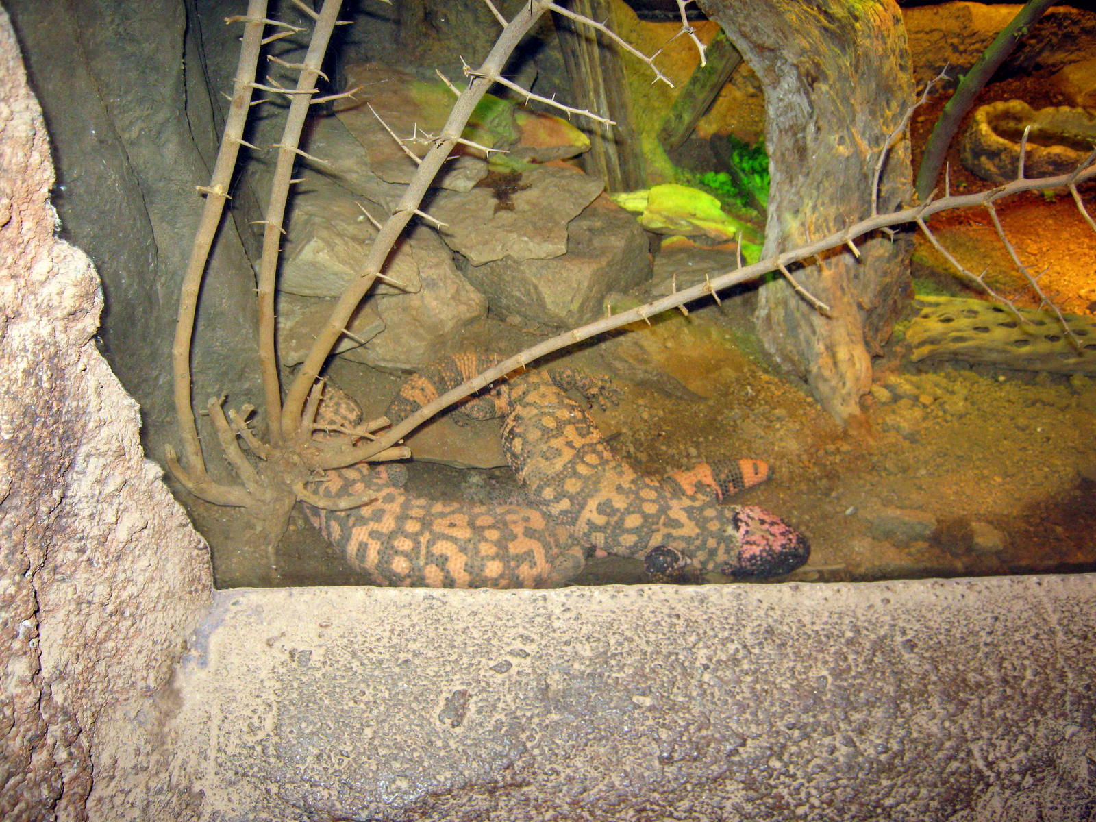 Desert Dome-Gila Monster