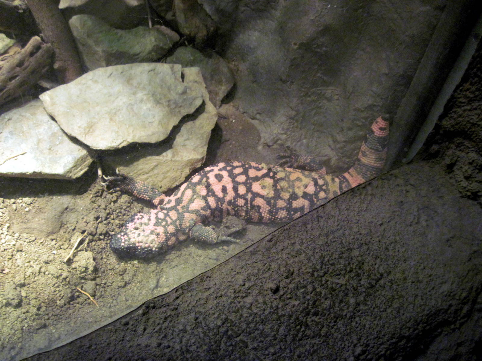 Desert Dome-Gila Monster