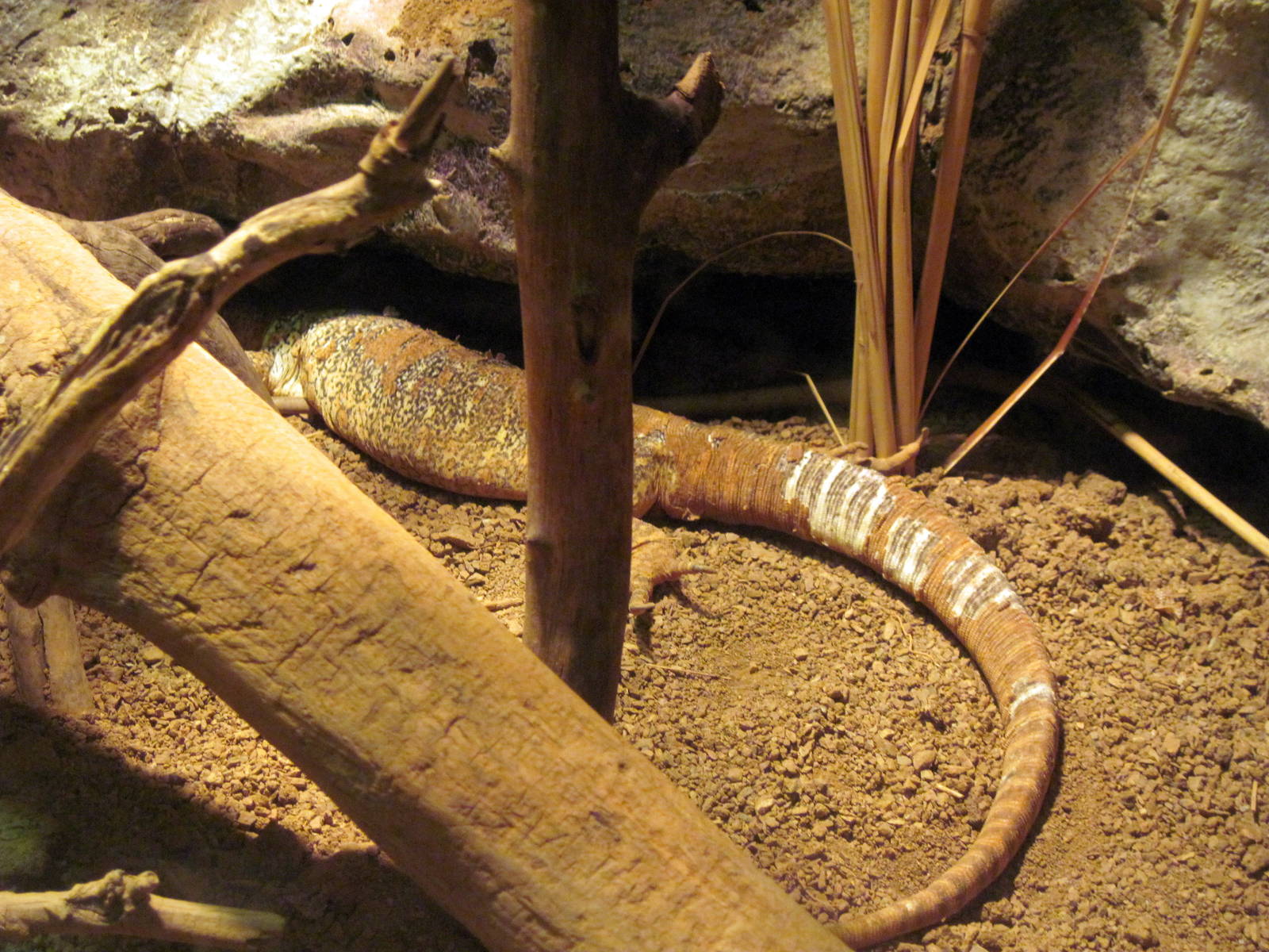 Desert Dome-Gould's Monitor