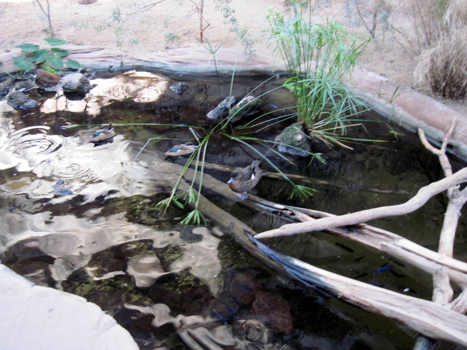 Desert Dome-Hottentot Teal