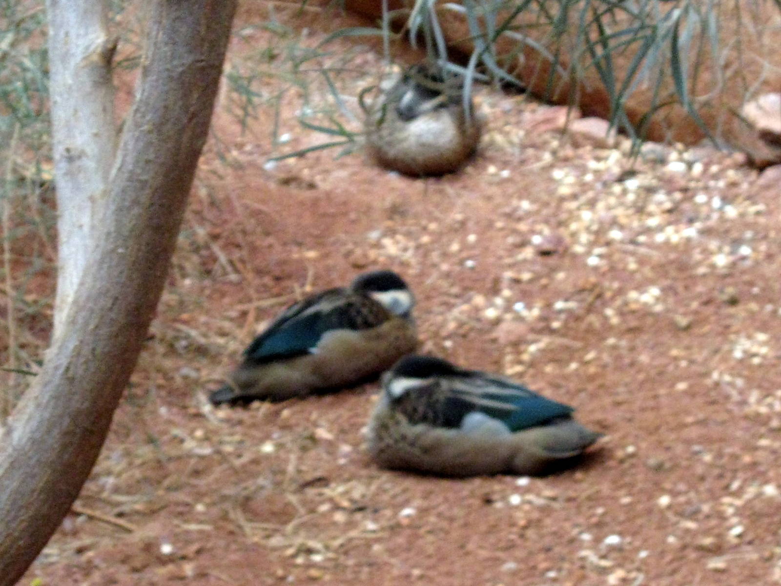 Desert Dome-Hottentot Teals