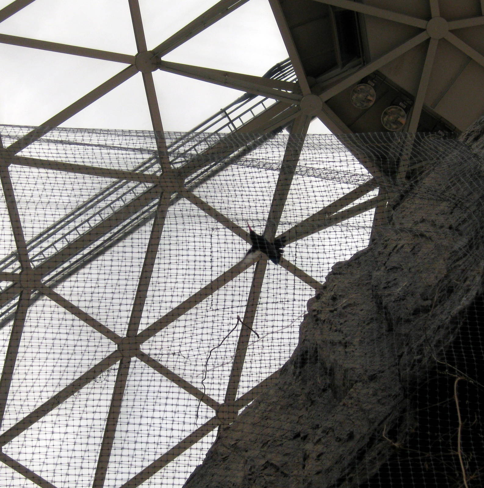 Desert Dome-Hummingbird