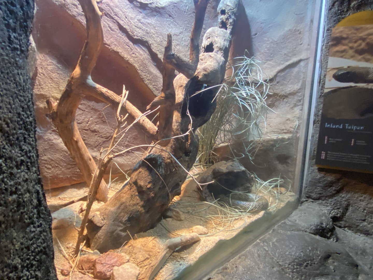 Desert Dome - Inland Taipan Terrarium