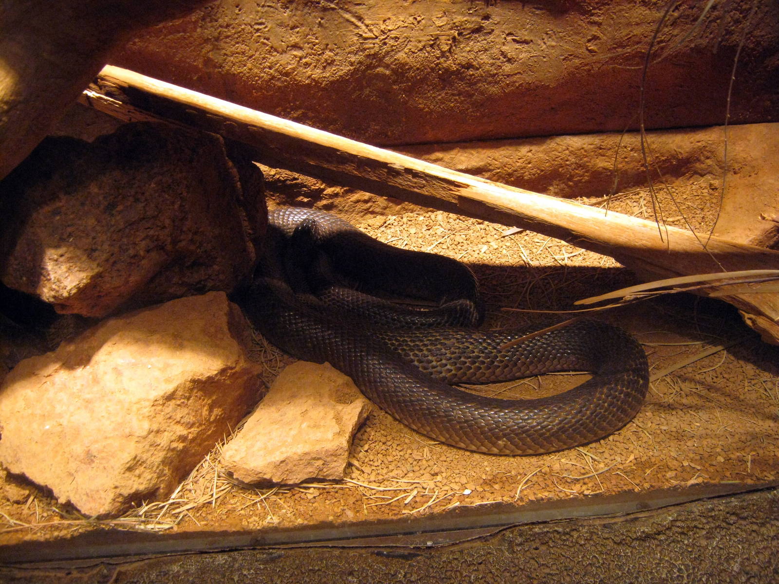 Desert Dome-Inland Taipan