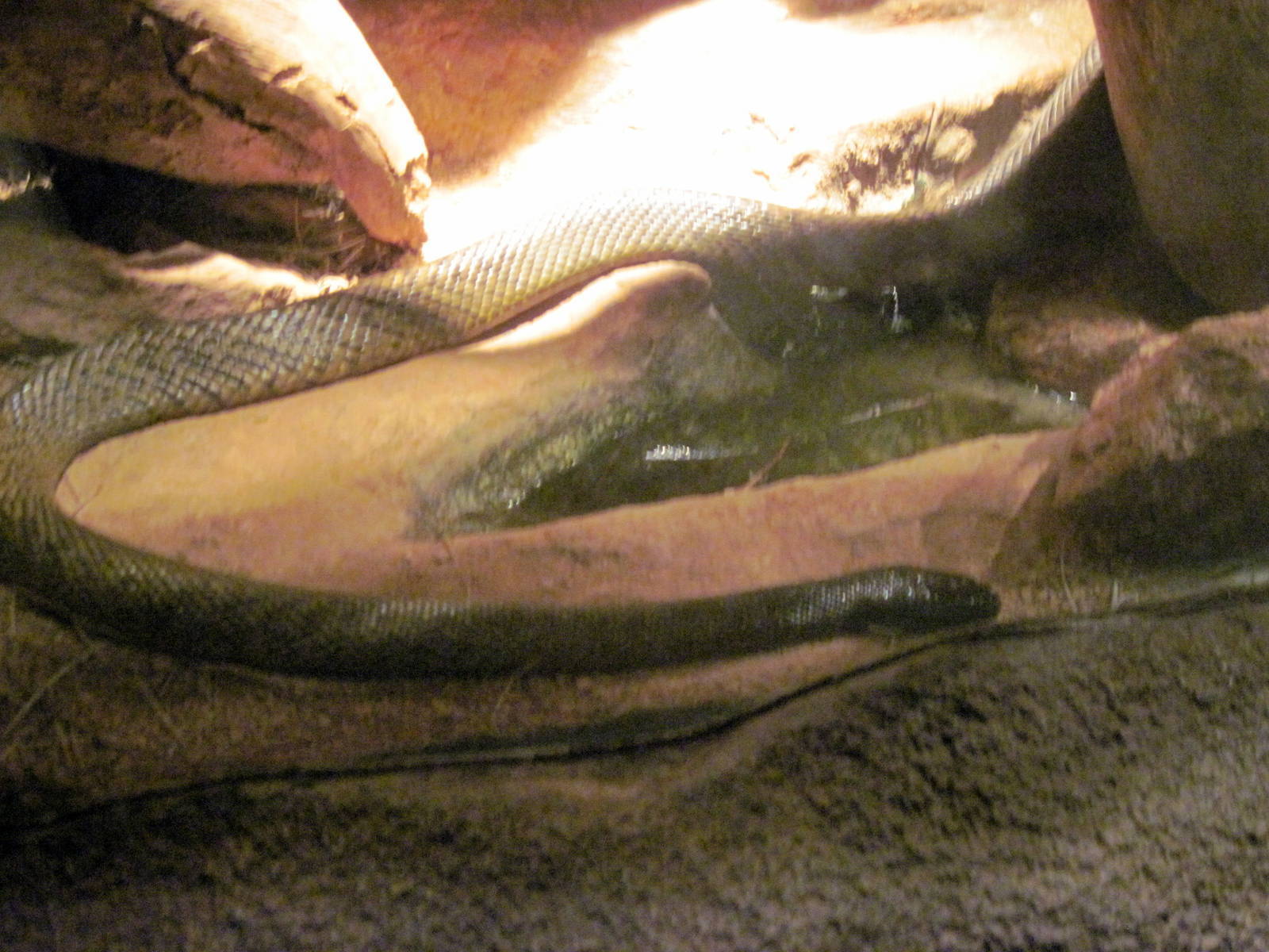 Desert Dome-Inland Taipan