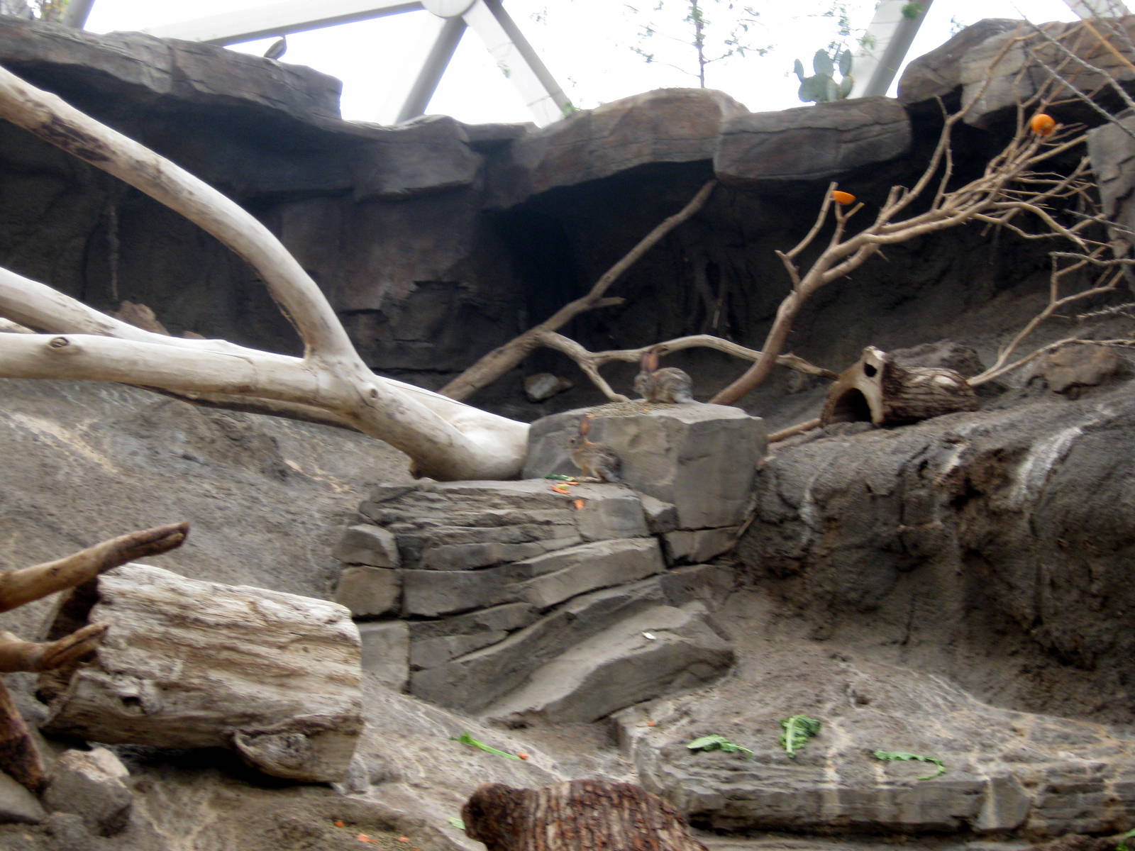 Desert Dome-Jackrabbit Exhibit