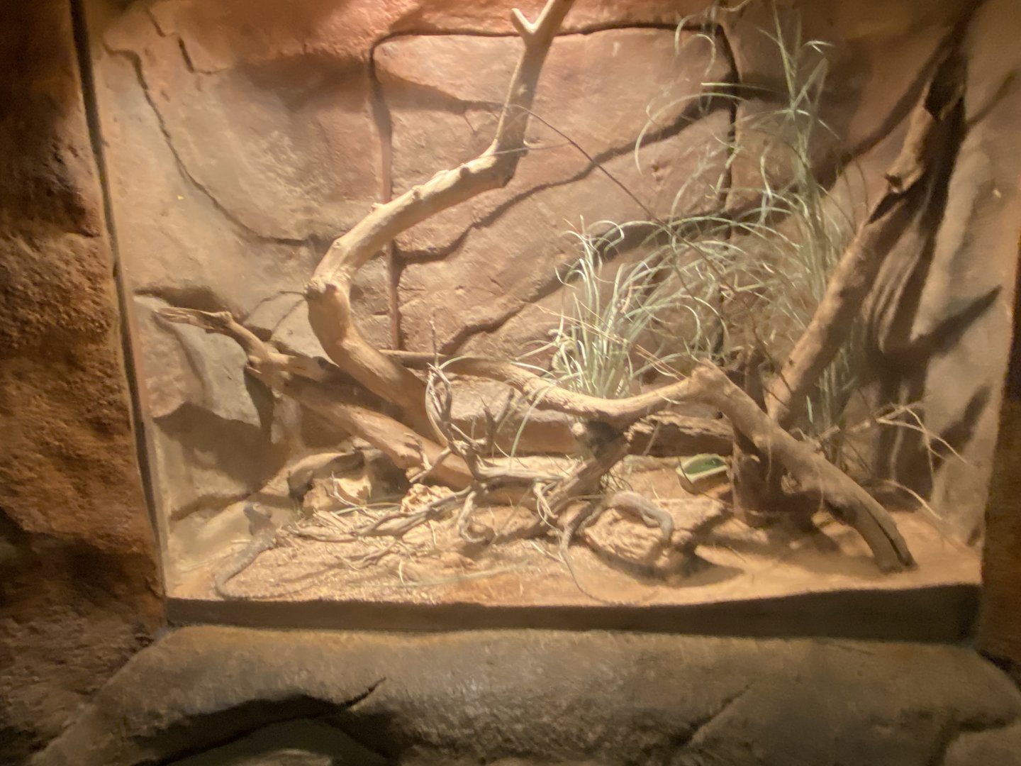 Desert Dome - Kimberly Rock Monitor Terrarium