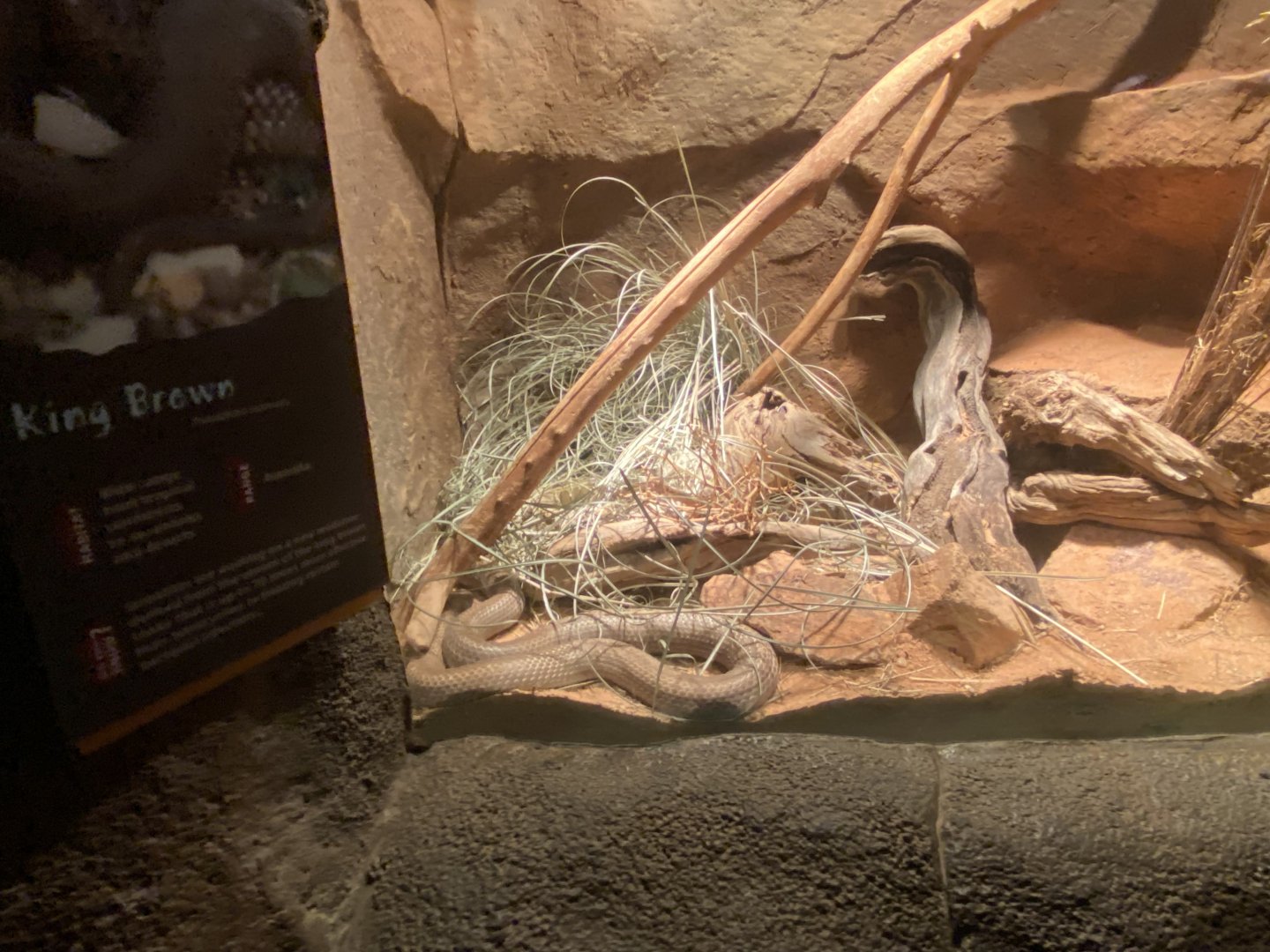 Desert Dome - King Brown Snake Terrarium