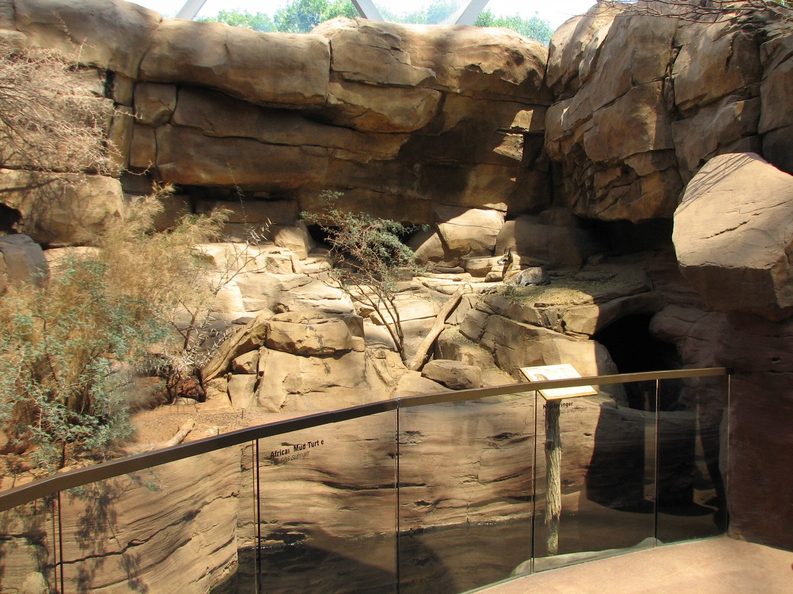 Desert Dome - Klipspringer and Meerkat Exhibit