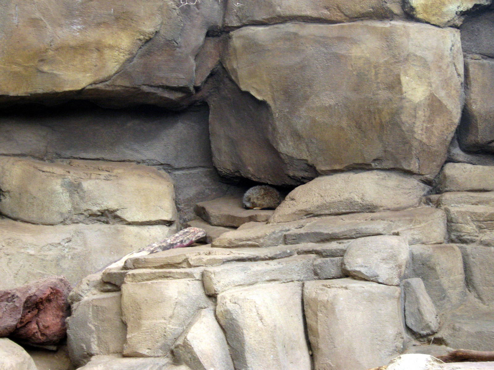 Desert Dome-Klipspringer