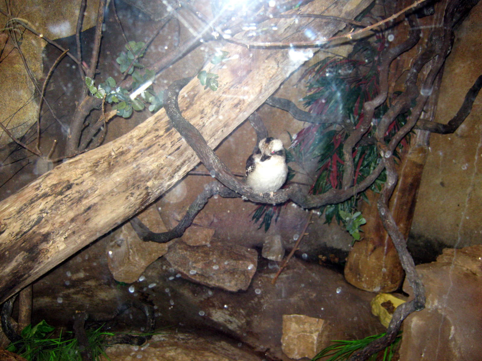 Desert Dome-Kookaburra