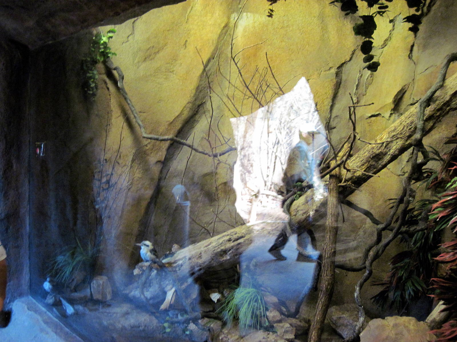 Desert Dome-Laughing Kookaburra Exhibit