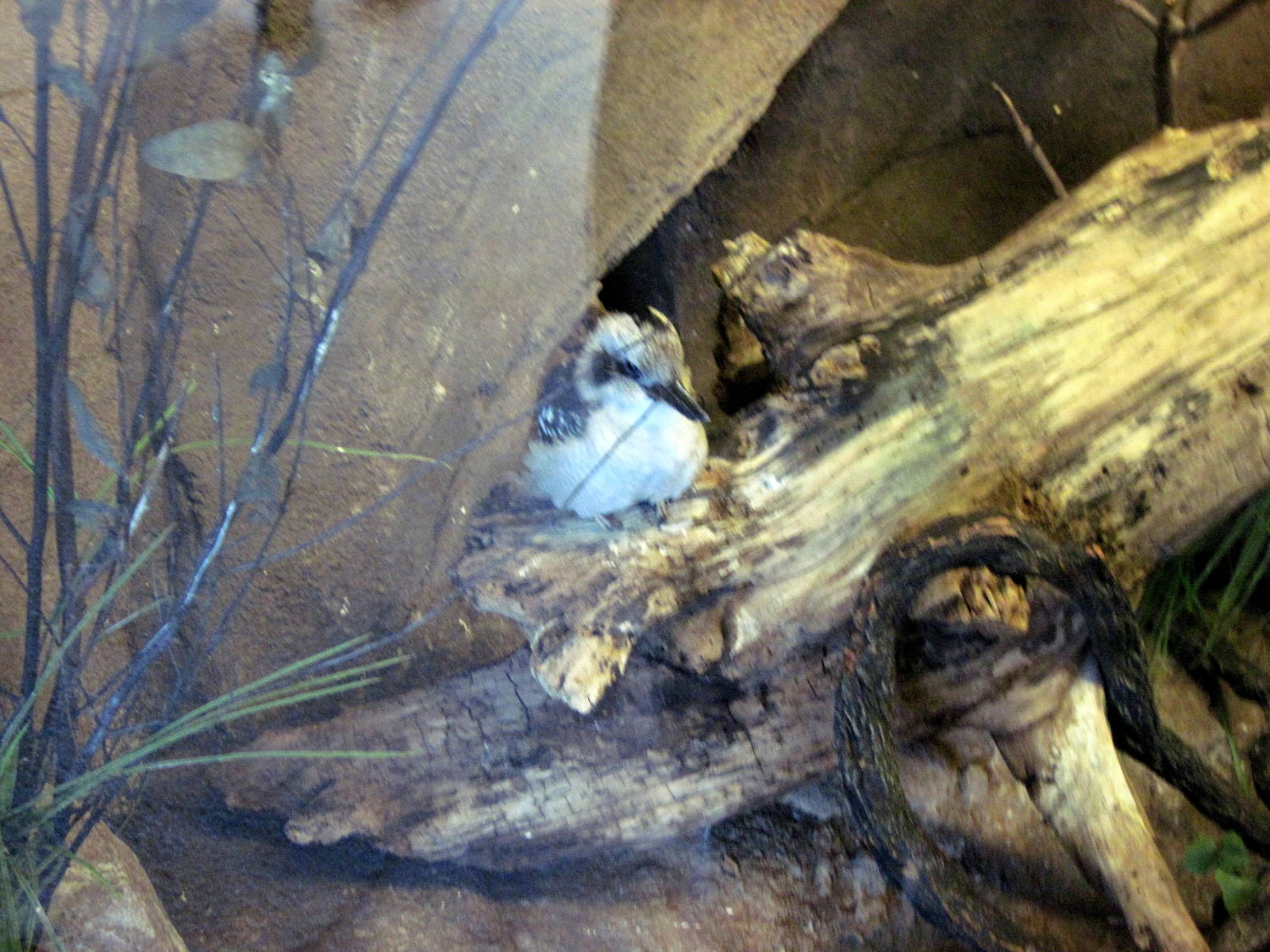 Desert Dome-Laughing Kookaburra