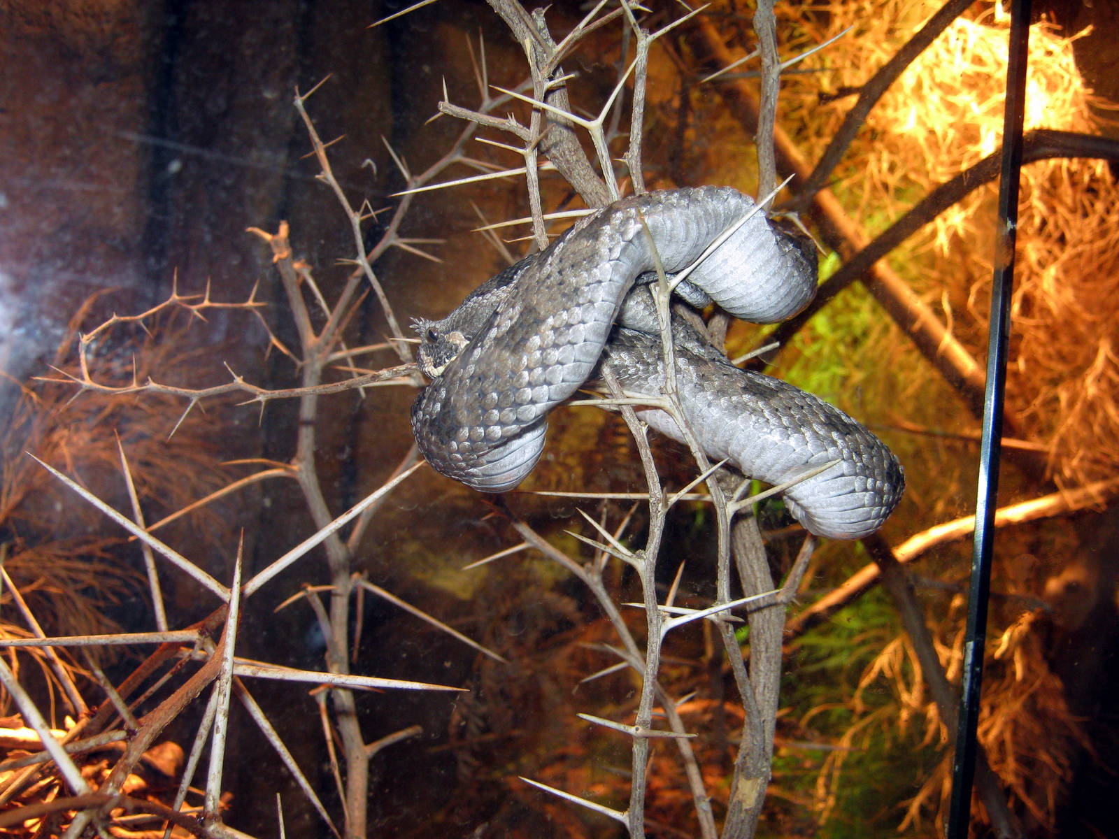 Desert Dome-Many-horned Adder