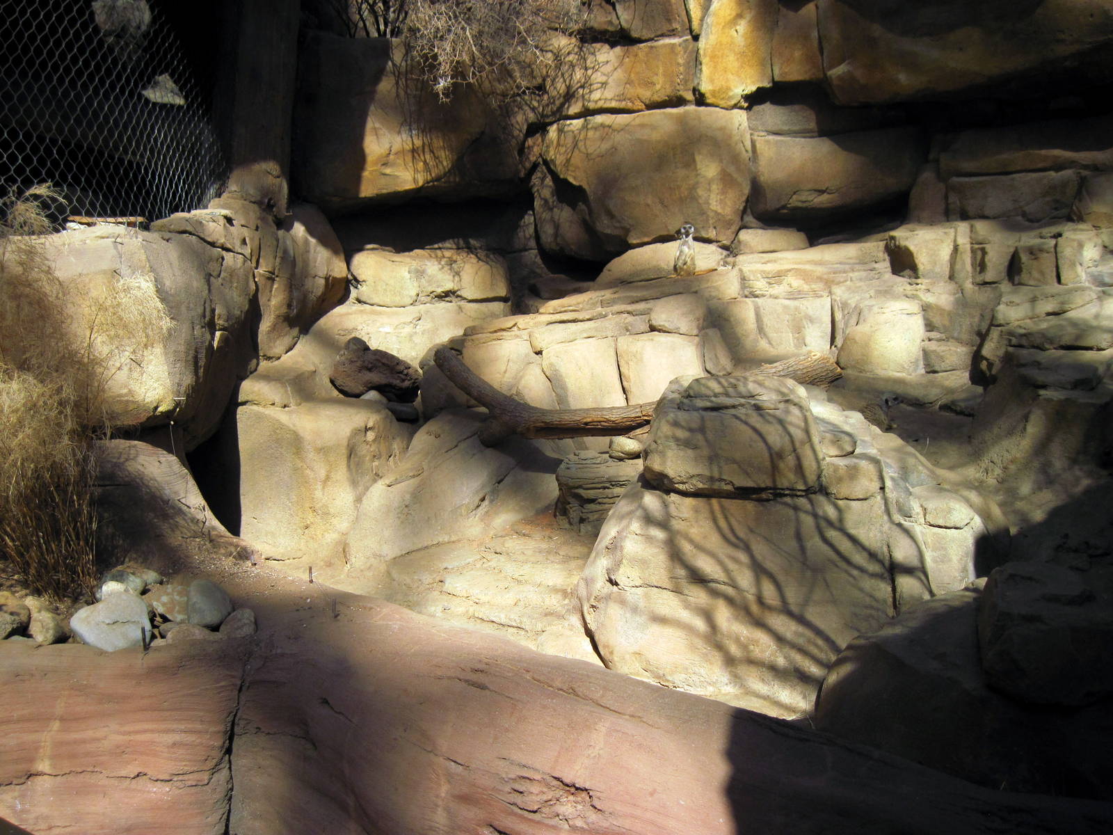 Desert Dome-Meerkat Exhibit