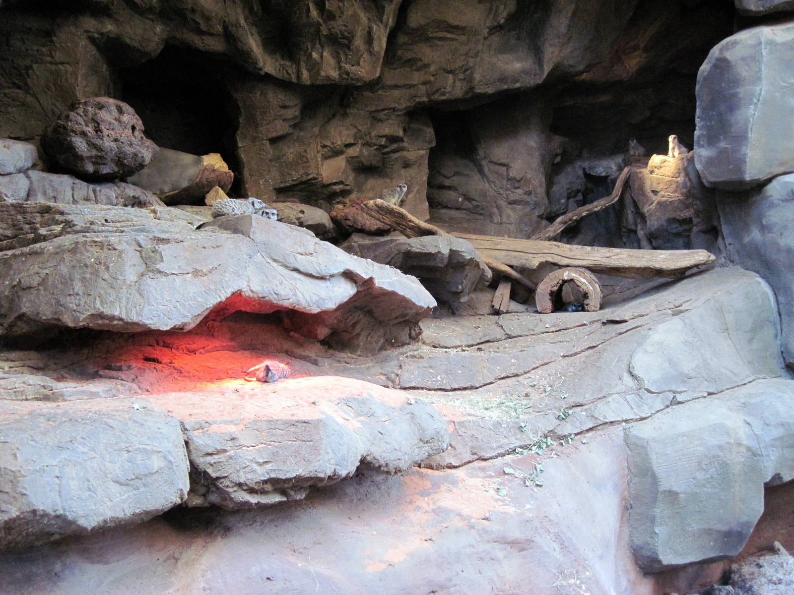 Desert Dome-Meerkat Exhibit