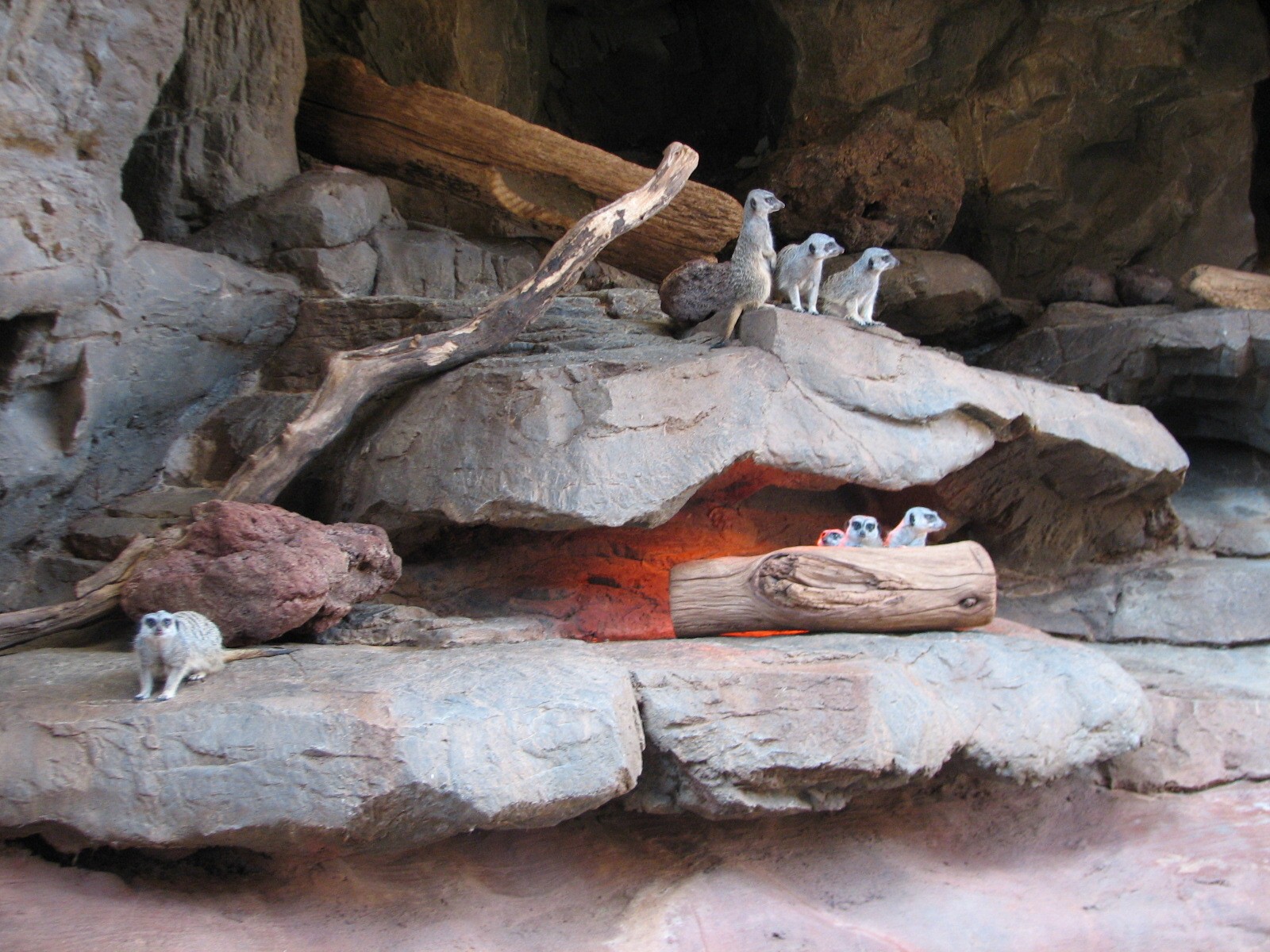 Desert Dome - Meerkat Exhibit