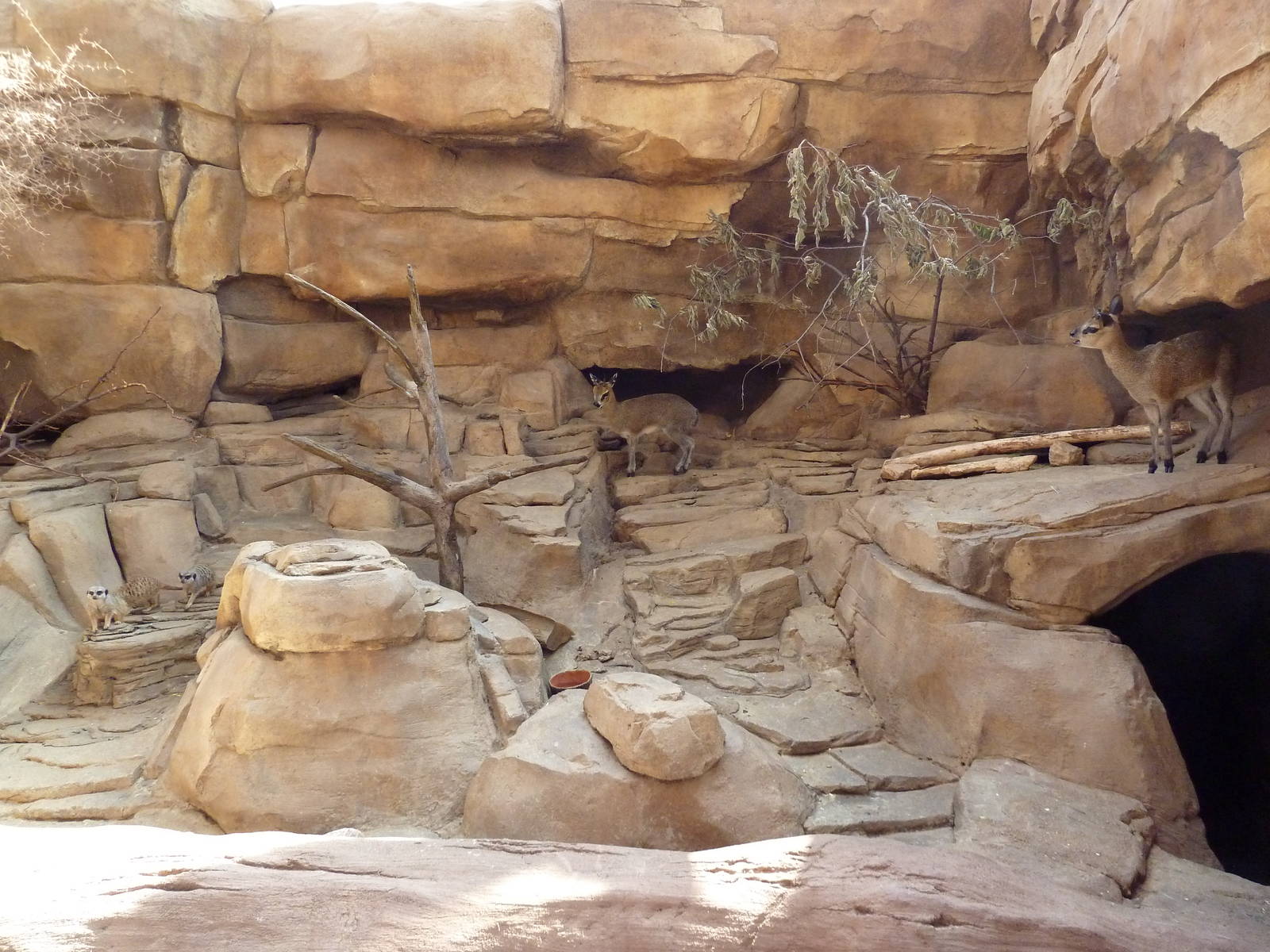 Desert Dome - Meerkat/Klipspringer Exhibit