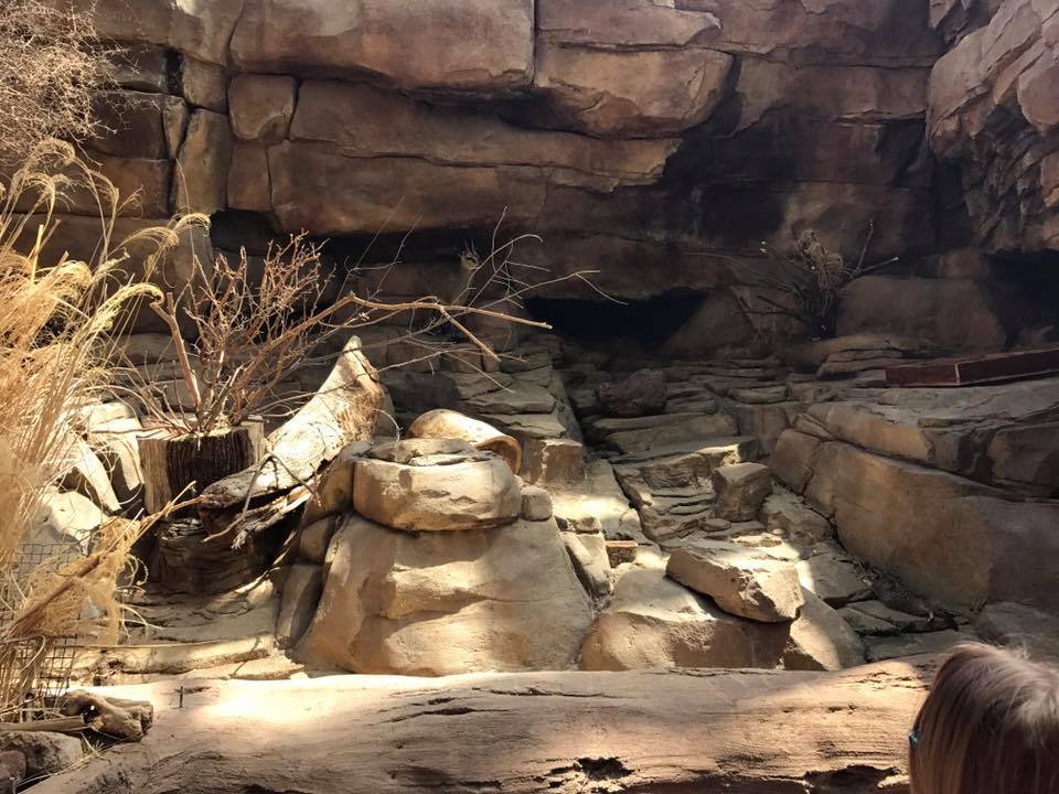 Desert Dome- Meerkat/Klipspringer