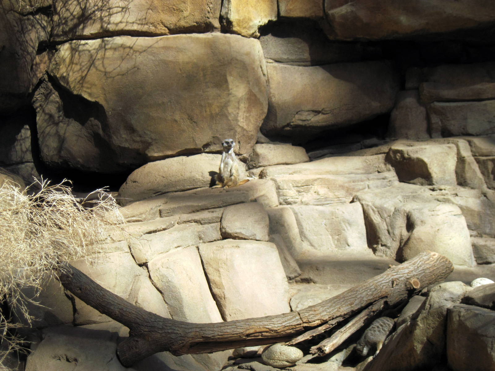 Desert Dome-Meerkats