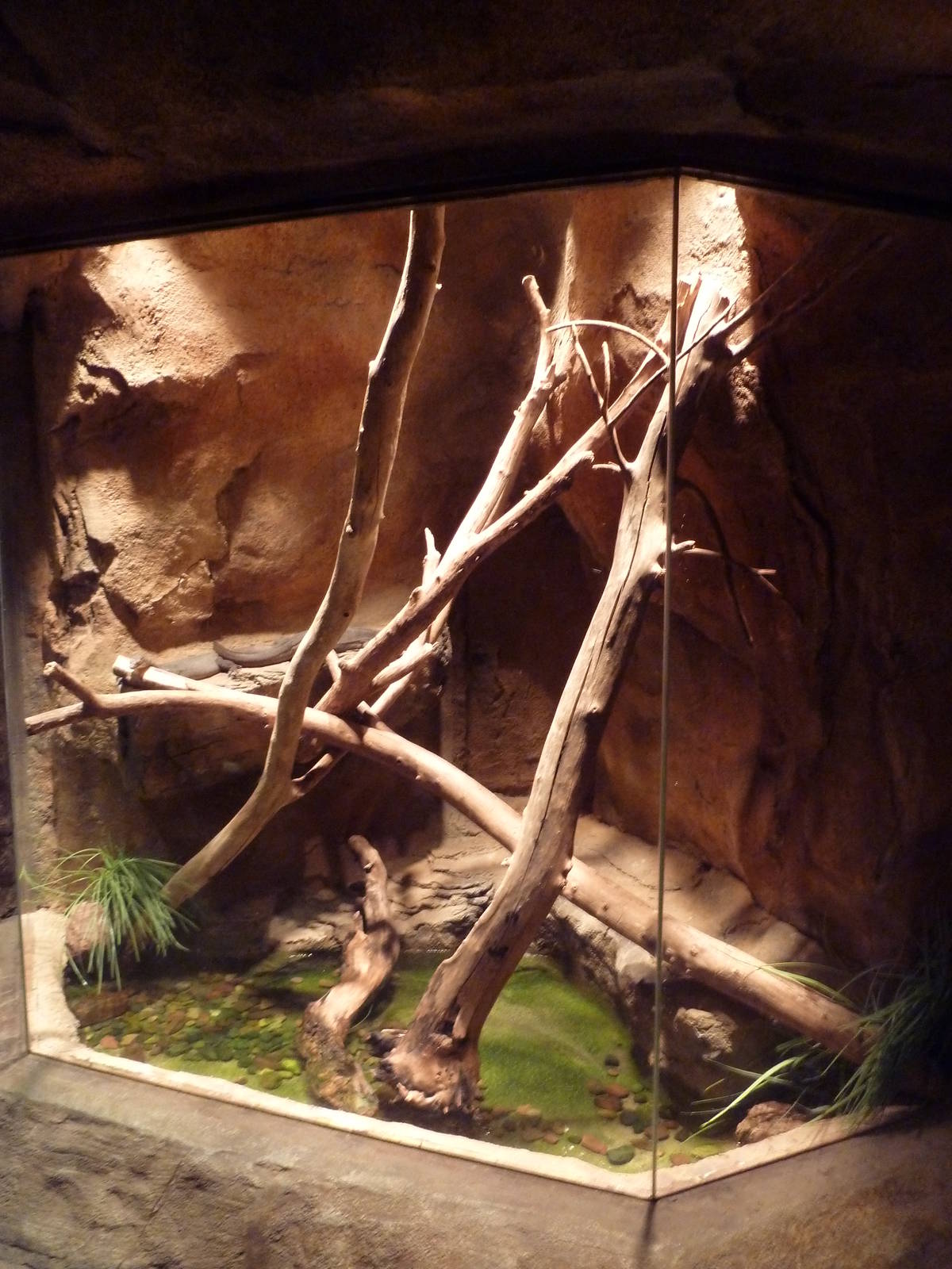 Desert Dome - Mertens' Water Monitor Exhibit