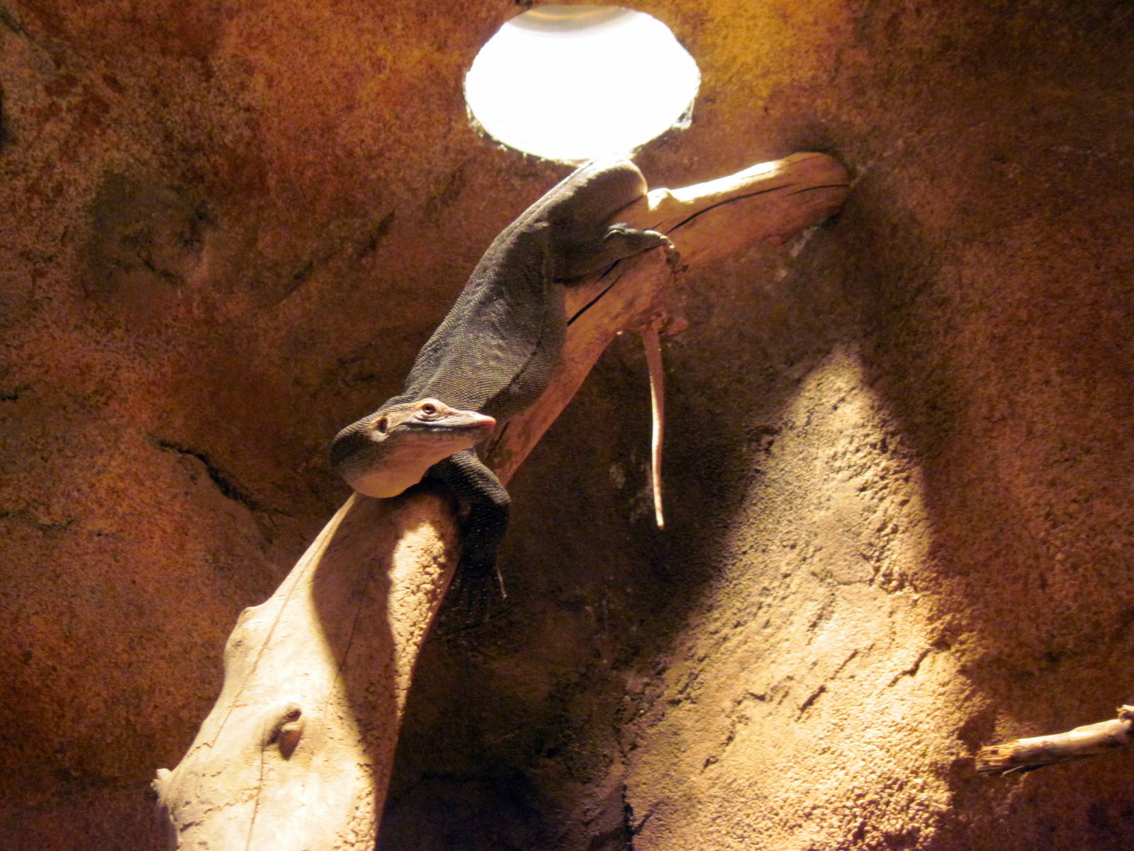 Desert Dome-Mertens' Water Monitor