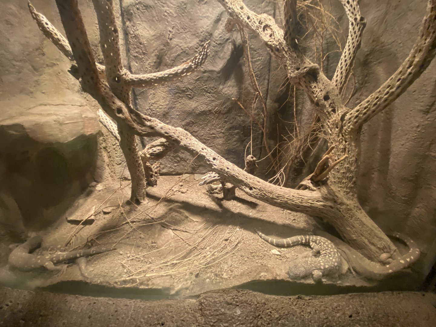 Desert Dome - Mexican Bearded Lizard Terrarium