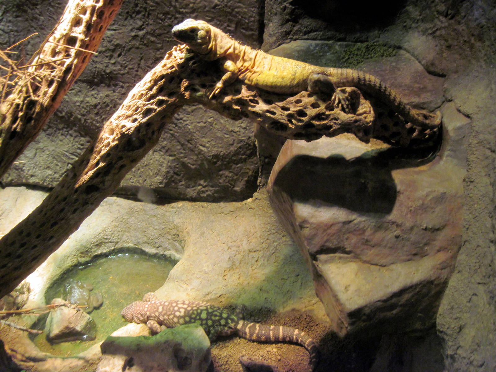 Desert Dome-Mexican S[iny-tailed Iguana