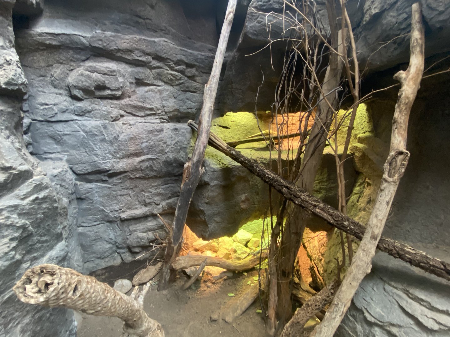 Desert Dome - Mexican Spiny-Tailed Iguana/Baja Blue Rock Lizard/Common Chuckwalla Exhibit