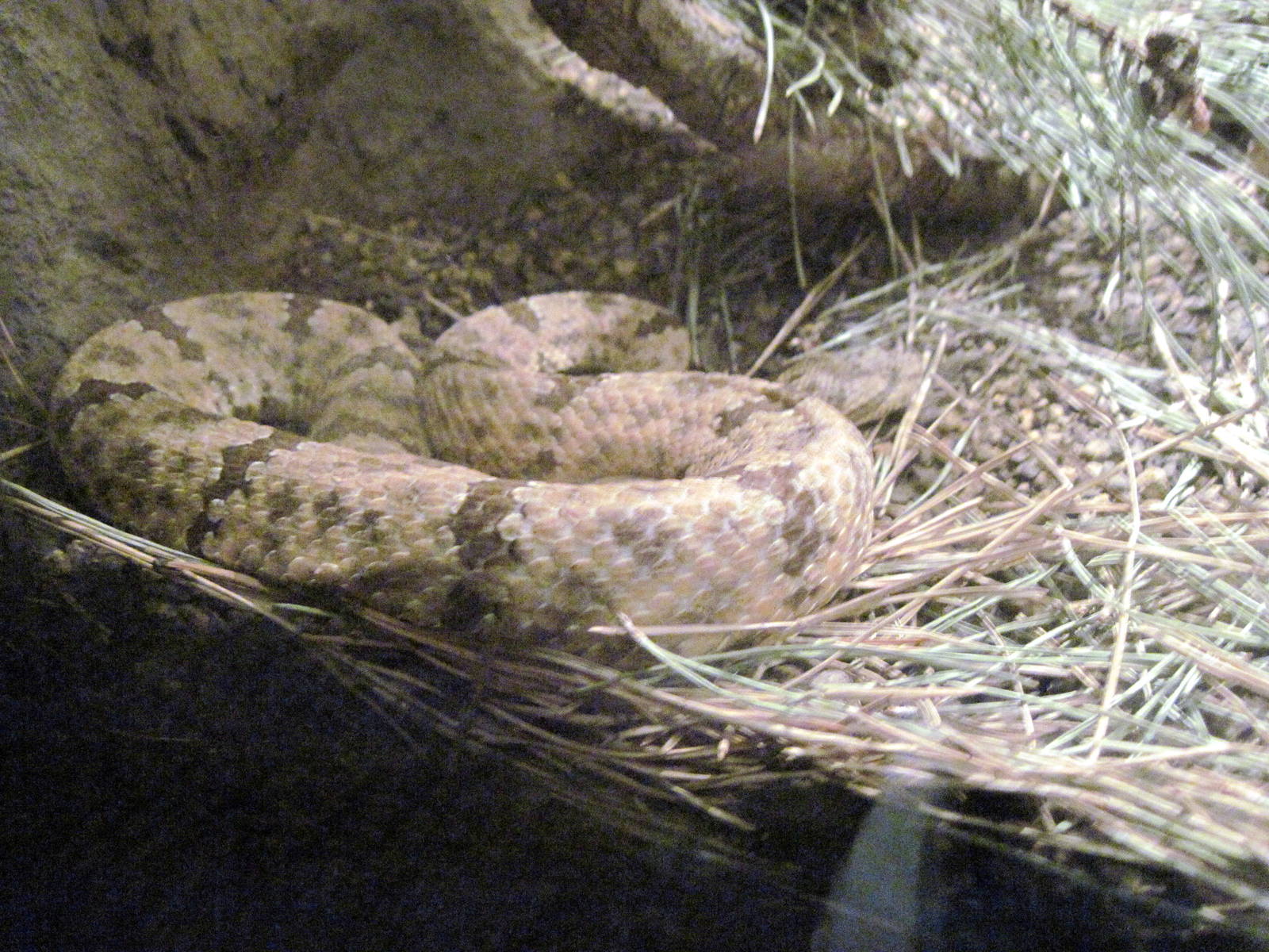 Desert Dome-Mottled Rock Rattlesnake