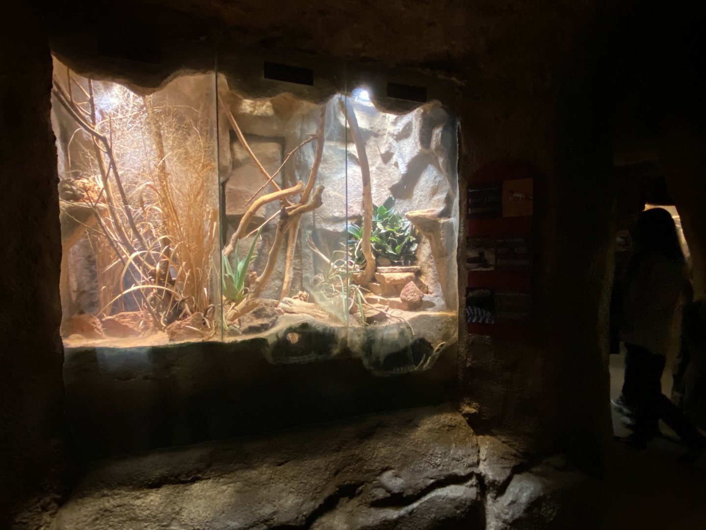 Desert Dome - Namibian Sand Gecko, Cape Coral Cobra, & Zebra Spitting Cobra Terrariums