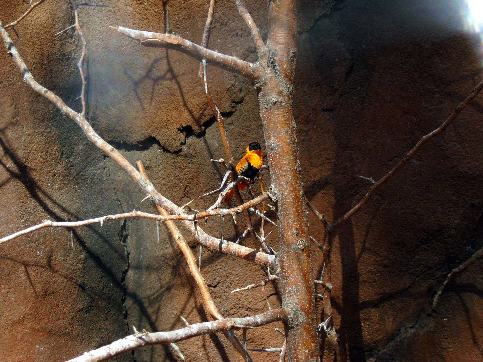 Desert Dome-Orange Bishop Weaver