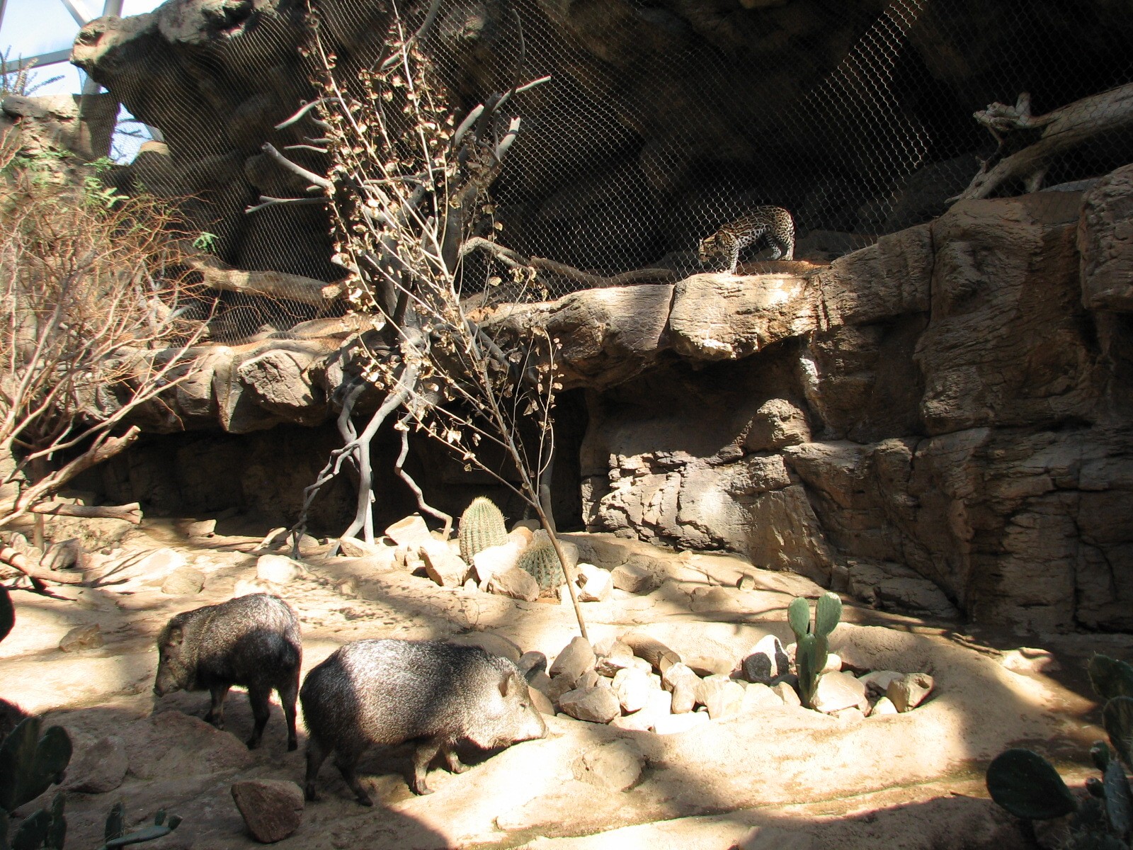 Desert Dome - Peccary Exhibit with Ocelot Exhibit above