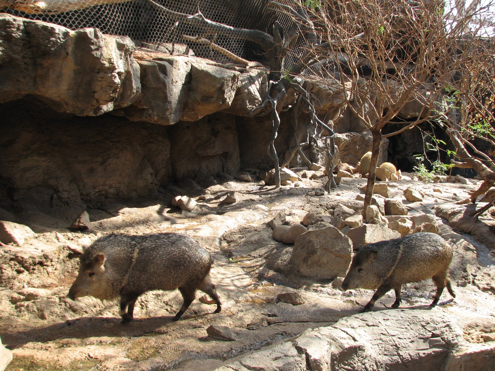 Desert Dome - Peccary Exhibit