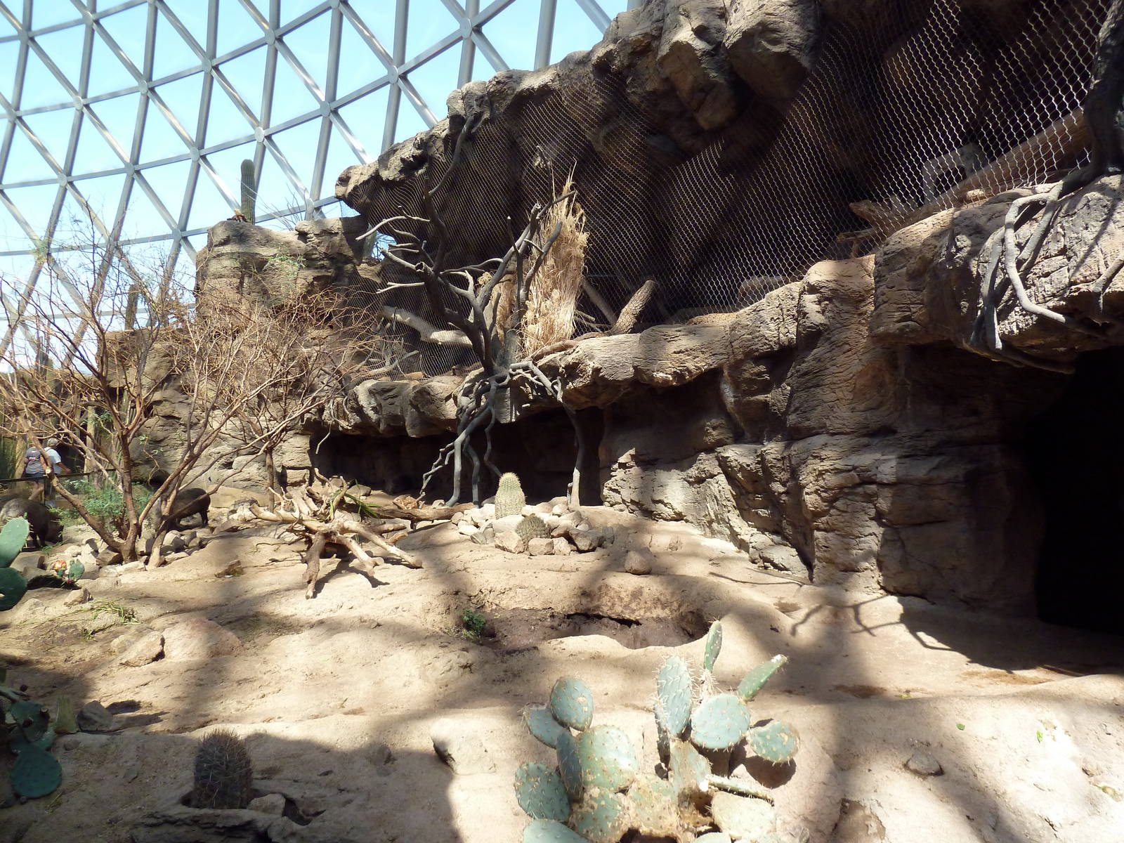 Desert Dome - Peccary + Ocelot Exhibits