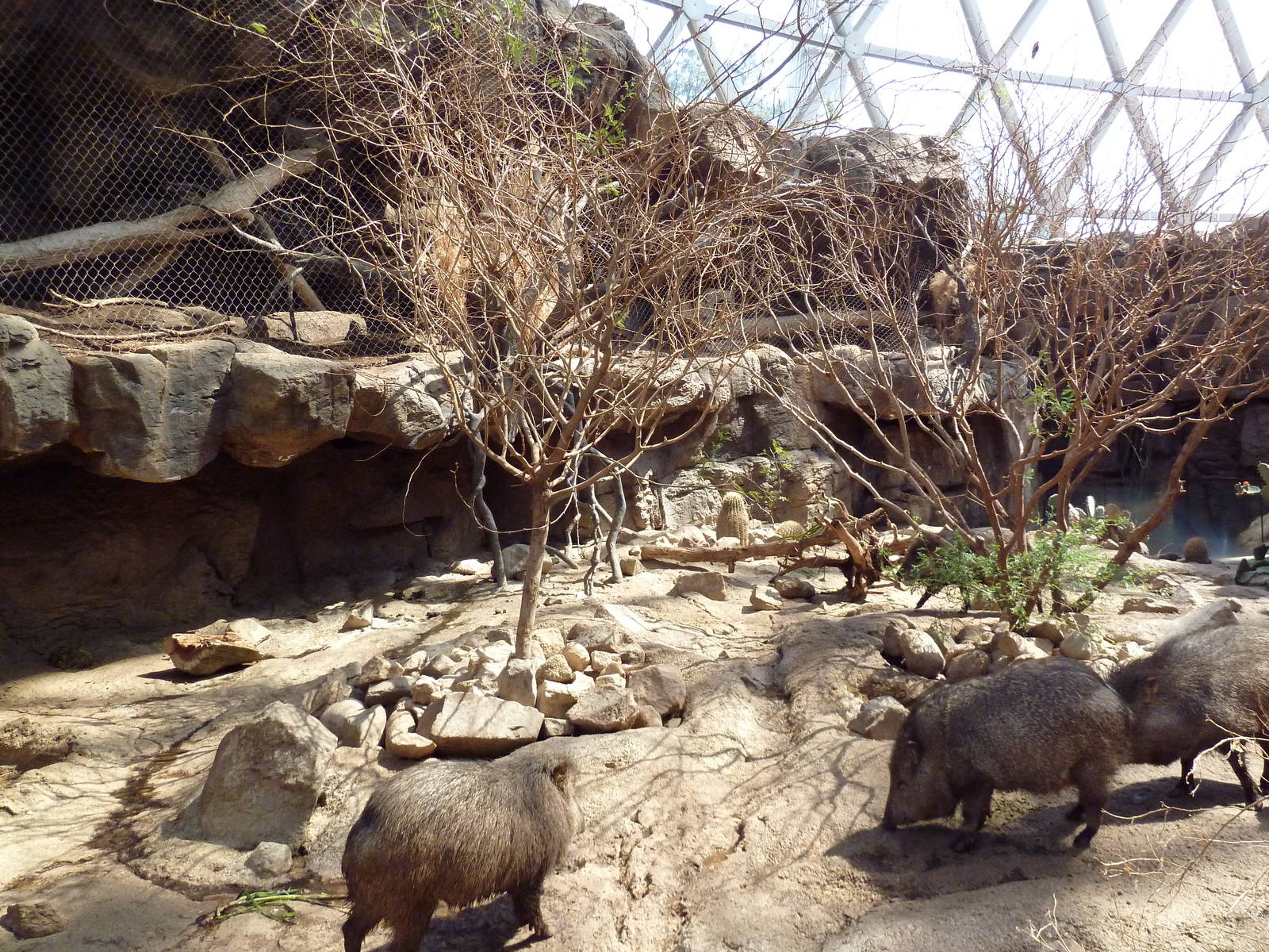 Desert Dome - Peccary + Ocelot Exhibits