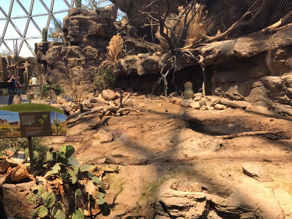 Desert Dome- Peccary/Ocelot