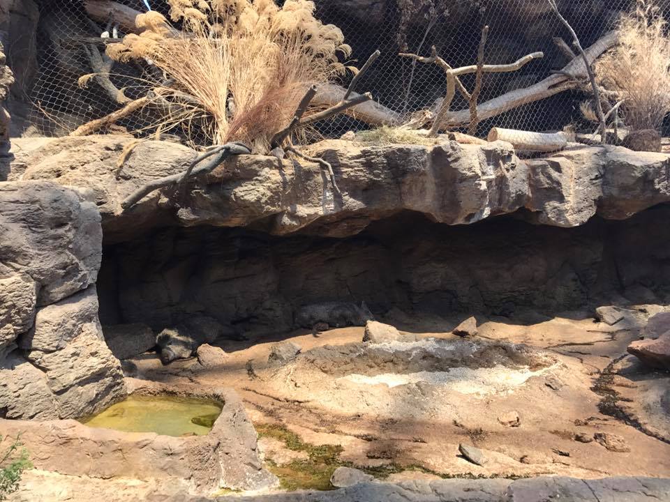 Desert Dome- Peccary/Ocelot