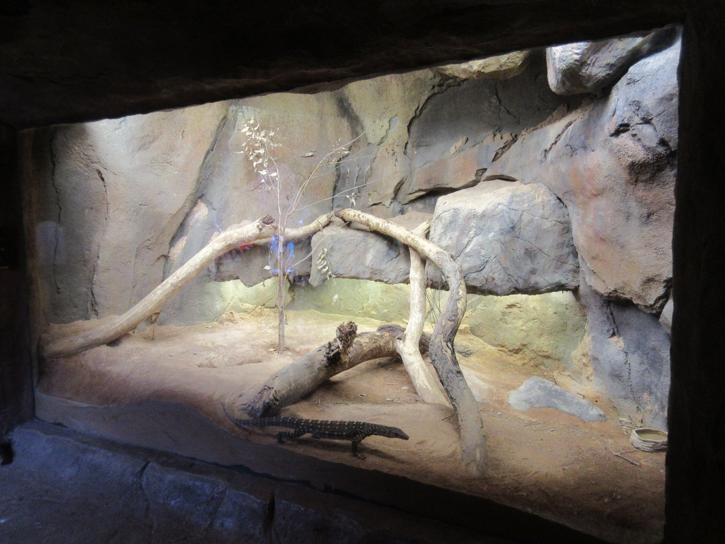 Desert Dome - Perentie Exhibit