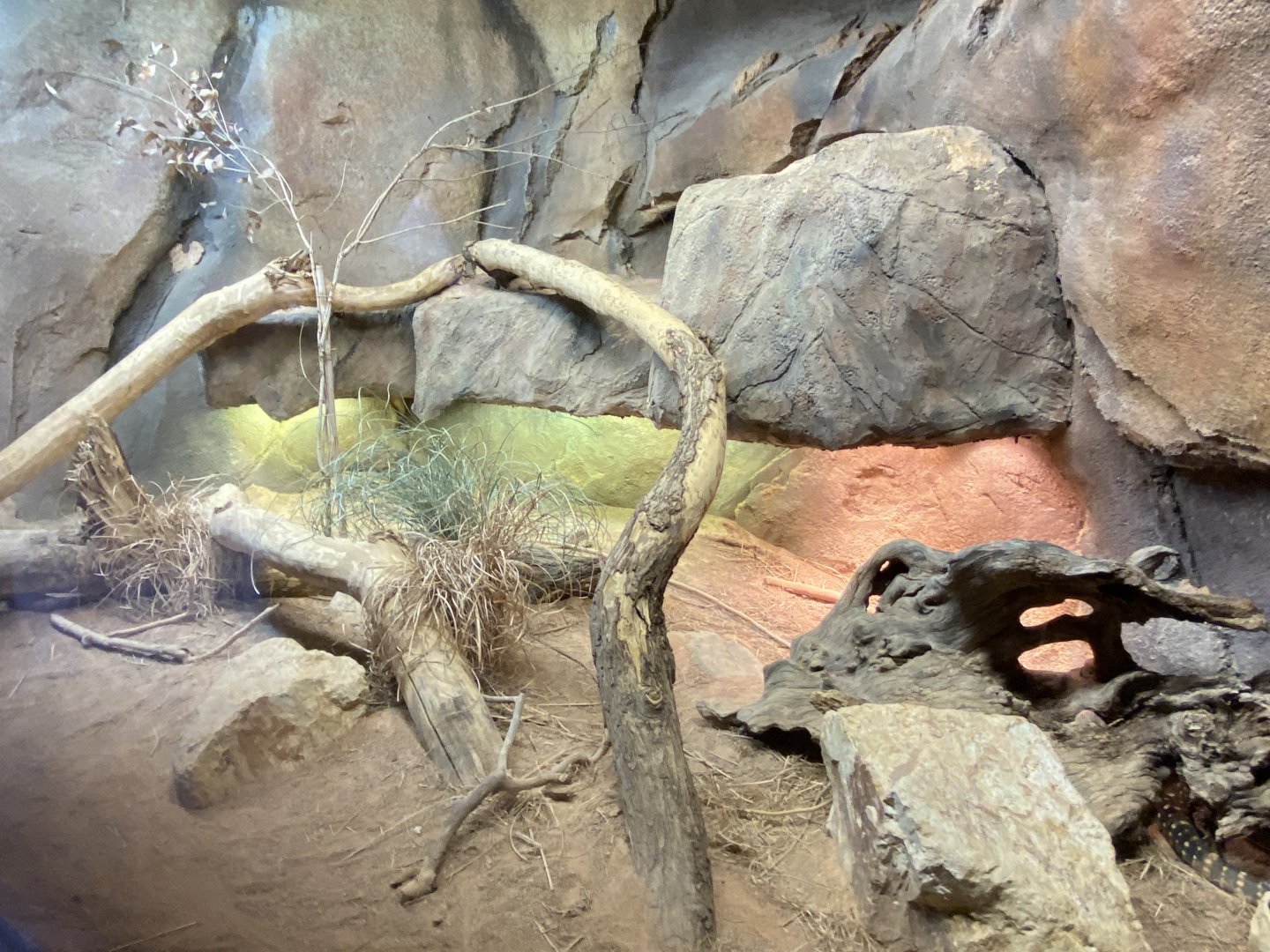 Desert Dome - Perentie Exhibit